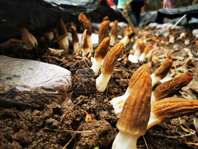 深山新產業 石阡鴛鴦湖村羊肚菌試種豐收，科技助農開辟多元致富路